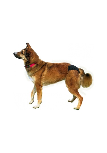Trixie Hijyenik Köpek Külodu Xl 60-70cm Siyah