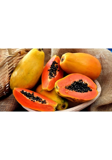 Meyve Verme Durumunda Papaya Meyvesi Fidan boy 150cm İle 200cm