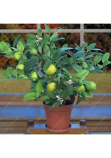 Bodur Bonsai Limon Ağacı Tohumu 5 Tohum +Saksı+Toprak+ Tohu