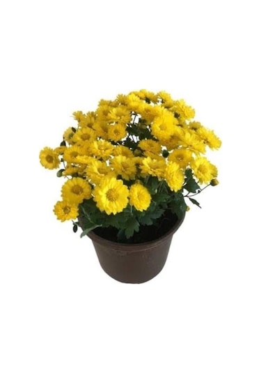 Sarı Kasımpatı Saksılı Krizantem Chrysanthemum