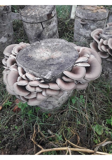 İstiridye Kavak Mantarı Tohumu Mantar Tohumu 1 Kg