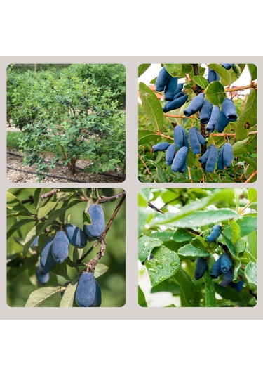 Arbutus Unedo - Balyemiş Fidanı Bahçeye Özel Meyveli Bitki 2 Yaş