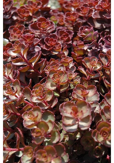 Kırmızı Sedum 15 Adet - Yer Örtücü Çok Yıllık Bitki