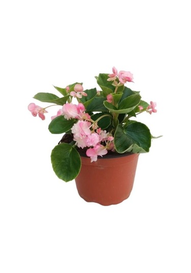Begonya Çiçeği 10-20 Cm Pembe Renk