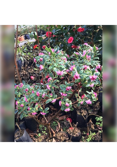 Kafkas Gülü Daphne Kokulu 40-60 Cm