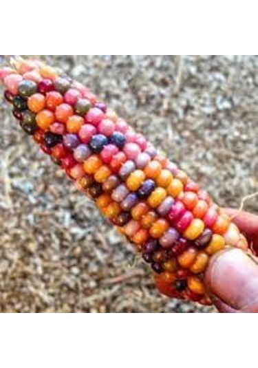 30 Adet Tohum Organik Hobi Bahçe Gökkuşağı Köy Mısır Tohum