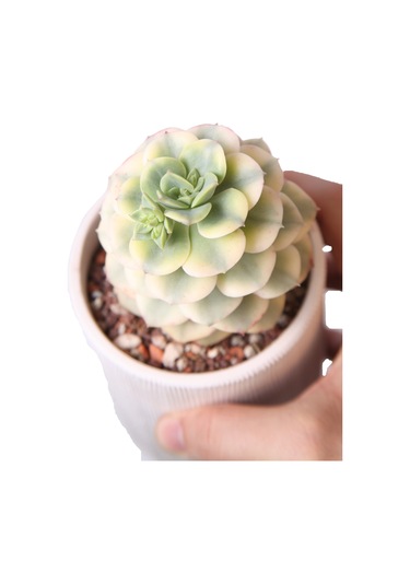 Echeveria Niksana - Sukulent Haangarden
