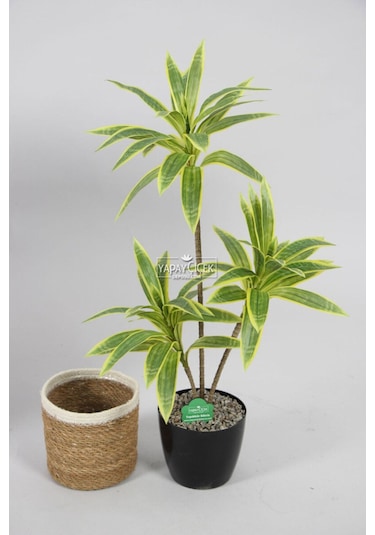 Yapay Ağac Dracena 3 Dallı Gerçek Dokulu 75 Cm Hasır Saksılı