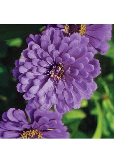 Tohumculuk Dahlia Çiçekli Dream Rosy Lavender Zinya Çiçeği Tohumu