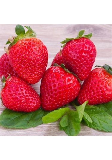 Rüzgarbotanik Bobo Brio Çilek Fidesi 30Adet