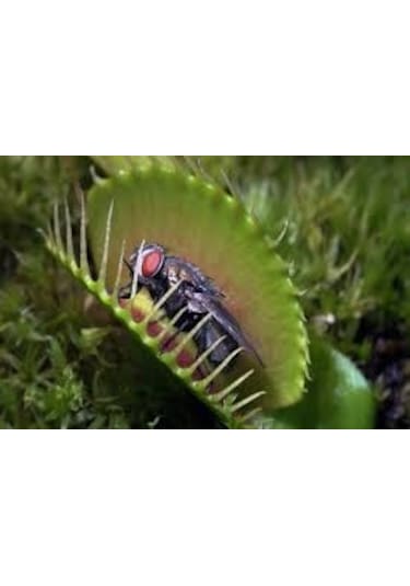 10 Adet Tohum Tropikal Etobur Bitki Çiçeği Tohumu Saksı Toprak