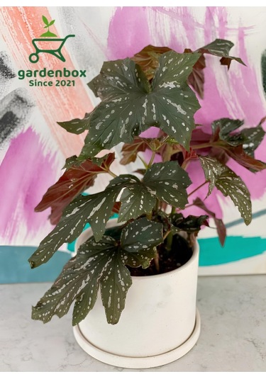 Çiçekli Çilli Çınar Begonya Çiçeği 1 Adet Saksılı 30-40cm