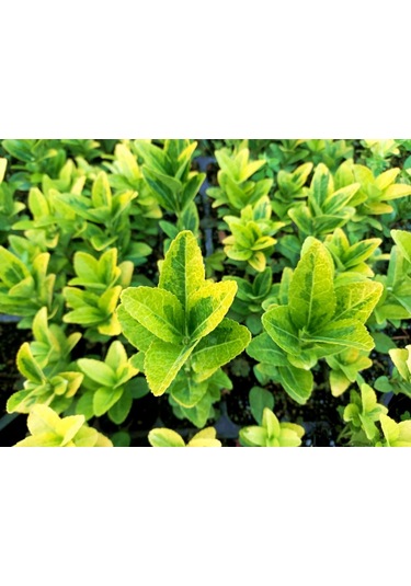 Mezar - Kabir Sarı Bitki Seti - 20 Adet Gold Taflan