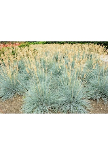 Mavi Çim Festuca Glauca 30 Adet