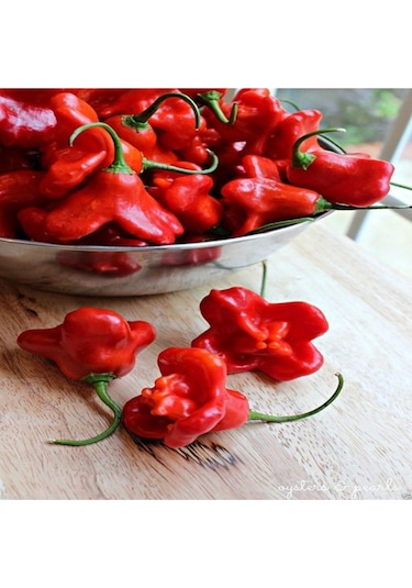 Süper Paket Acı Süs Gül Biberi Tohumu Gül Biber Tohumu 85 Adet Tohum + Sürpriz Hediye Tohum