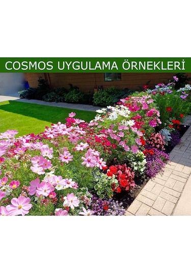 Picotee Cosmos Çiçeği Tohumu Kozmos Çiçeği