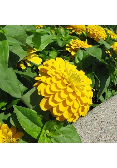 Beybenibeğendi Çiçeği Tohumu 5 Tohum+ Tohum