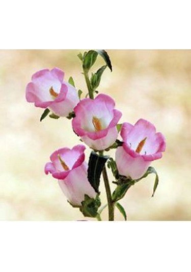 Pembe Kadeh Çiçeği Tohumu Ekim Seti