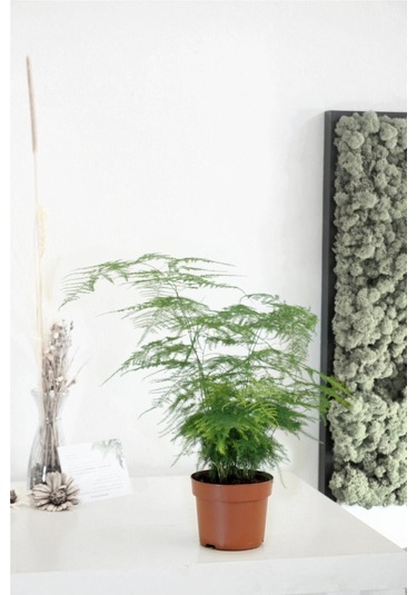 Kuşkonmaz Asparagus Setaceus Ev Bitkisi 30 Cm