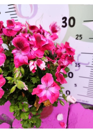 Pembe Ceylangözü Sardunya Pelargonium Domesticum - Renkli Süs Bitkisi