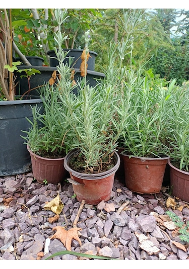 Yeşil Deniz Fidancılık Tüplü Lavanta Fidesi 20-30 Cm 5 Adet