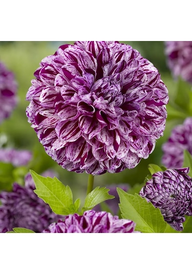 Holland Bulb Market Dahlia Marble Ball 1 Adet Soğan Çiçek 381571897