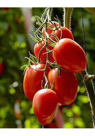 İtalyan Rio GRande Domates Tohumu