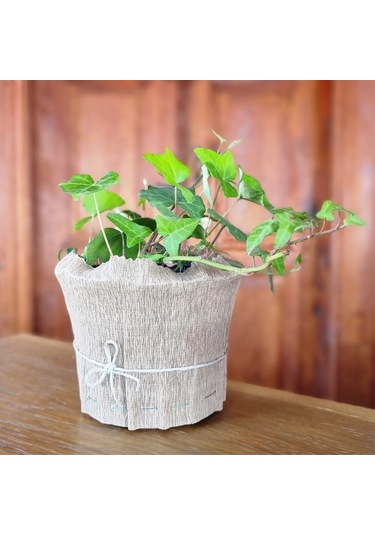 EGET Duvar sarmaşığı (Hedera helix)