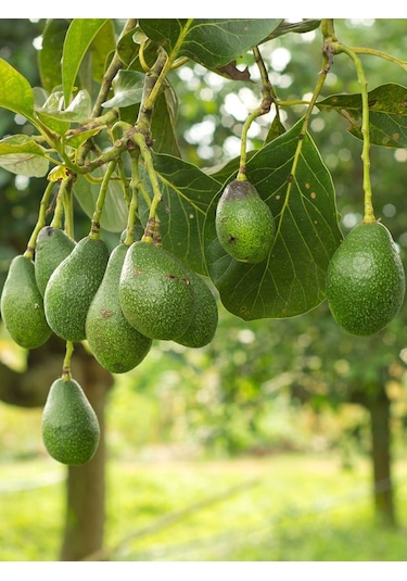 Aysenin Avokado Yağı / Avocado Oil 50 ML.