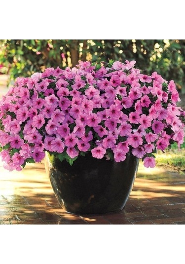 Petunya Çiçeği Tohumu 20 Tohum Çiçek Tohumu + Tohum