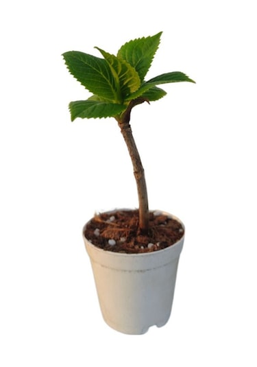 Pembe Renkli Mini Ortanca Çiçeği 1 Adet Saksılı 5-10 Cm İ/dış Mekan Bitkisi