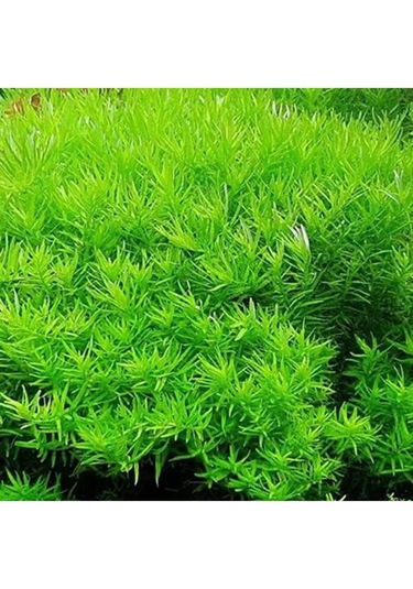 Rotala Indica Green Saksı Canlı Bitki Çok Renkli