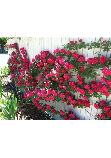 Kırmızı Yediveren Sarmaşık Gül Fidanı 15-25 Cm