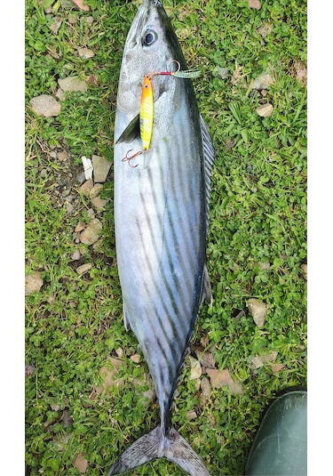 Sardin2 29gr - Sahte Yem Kaşık Rapala - Levrek, Palamut, Lüfer, Ç