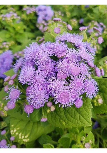 Vapur Dumanı 30 Adet Tohum