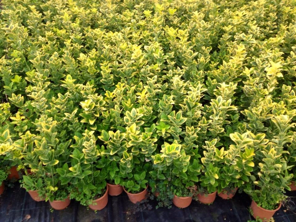 Mezar - Kabir Bitki Seti - 60 Adet 2 Çeşit Kalıcı Bitki Sarı Gol