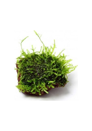Kayaya Tutturulmuş Java Moss Vesicularia Dubyana