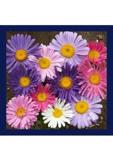 Kraliçe Papatyası Çiçeği Tohumu Papatya Tohumu Ekim Seti 10 Adet Tohum + Saksı + Toprak