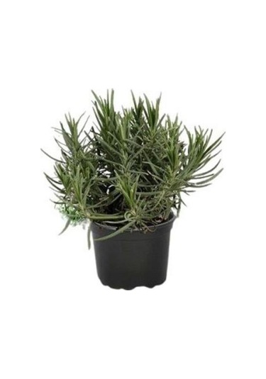 Lavanta Çiçeği Fidanı 5 Adet Saksıda 10-20 Cm