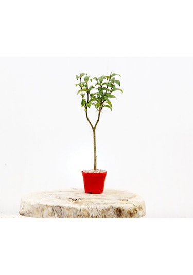 Bonsai Ligustrum Japonicum 3 Adet - Hediyelik Kırmızı Saksıda