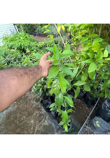 Black Sapote Tüplü Çikolata Meyvesi Fidanı