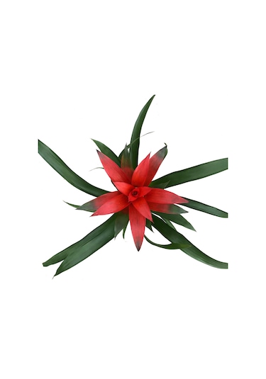 Guzmania Lingulata 'Red' (Guzmanya) Ø12 CM Y35-40 CM