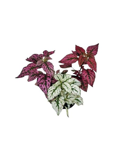 Üçlü Hypoestes Seti