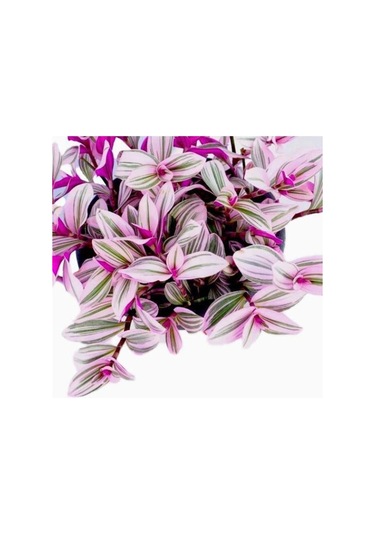 Pembe Telgraf Çiçeği Fidanı Nanouk Telgraf Çiçeği 10-20 Cm