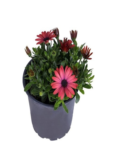 4'lü Bodrum Papatyası Seti Sarı+pembe+mor+kırmızı Rengarenk Canlı Çiçek
