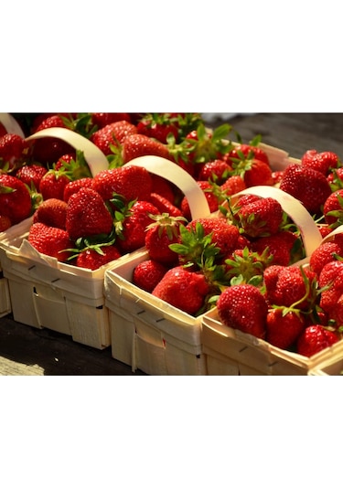 Çilek Fidesi Salkım Çilek Yediveren Çilek Fidanı Açık Kök Adet Se 250 ADET