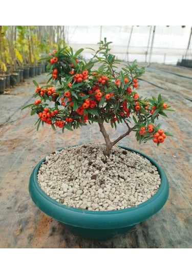 Bonsai Ateş Dikeni Pyracantha 5-6 Yaş