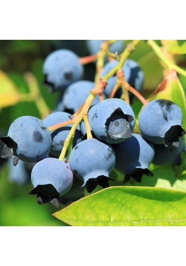 Tüplü Aromalı Blue Jay Yaban Mersini Fidanı