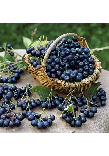 Tüplü Her Bölgeye Uygun 10 Adet Siyah Aronya Fidanı 20-40 Cm