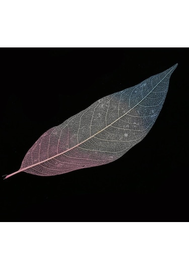 Suntek 50 Parça Doğal Manolya İskelet Yaprak Yaprak